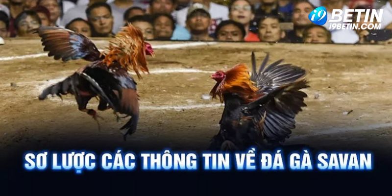 Giới thiệu thông tin khái quát về đá gà Savan